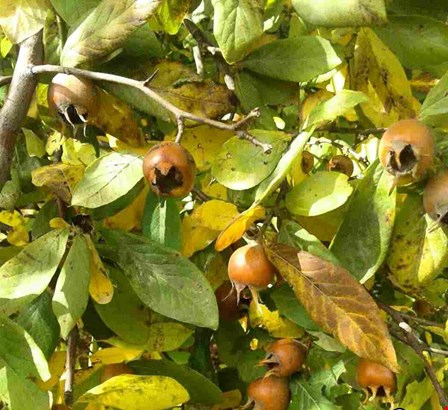 ازگیل در روستای هزاررود شهرستان طارم 