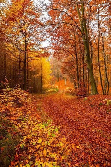  پادشاه فصل ها در جنگل های روستای سرخ مشهشهرستان طارم