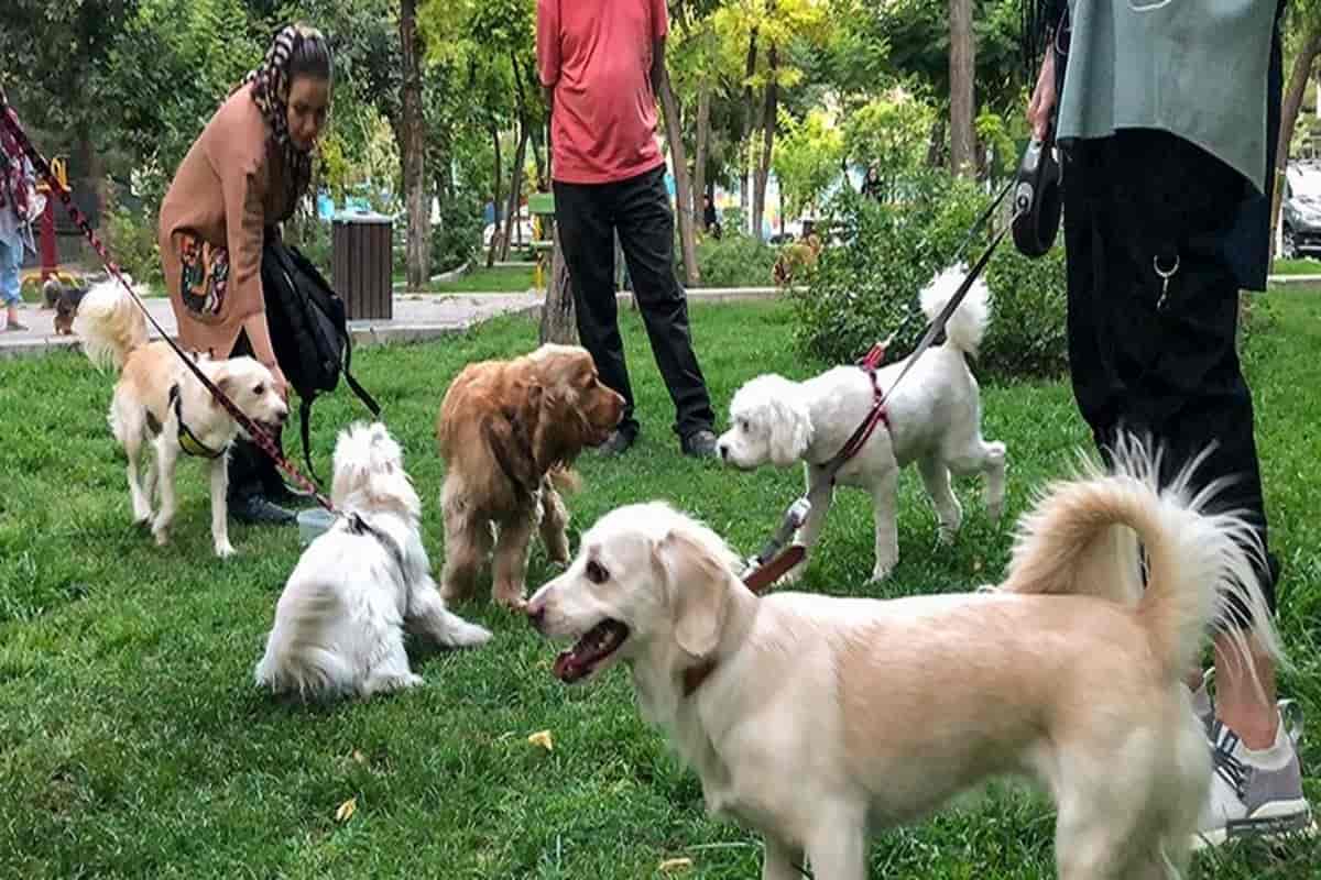 سگ فرزندی تهدیدی جدی برای فرزند آوری 