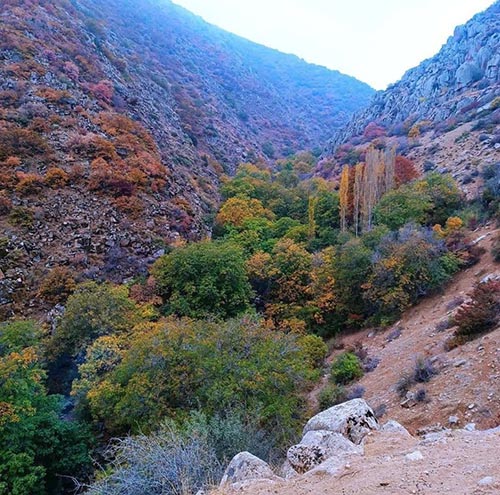 پادشاه فصل ها در جنگل های روستای سرخ مشه شهرستان طارم